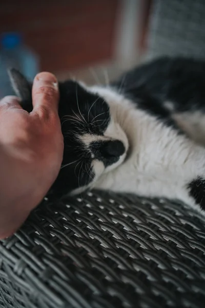 Вертикальный Снимок Руки Гладящей Спящего Черно Белого Кота Сплетенном Стуле — стоковое фото