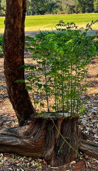 Fresh Green Plants Growing Old Tree Stump Concept Nature Surviving — Stock Photo, Image