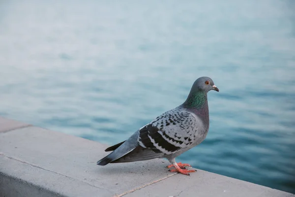 Sidovy Över Vacker Duva Stenstolpe Med Havet Bakgrunden — Stockfoto