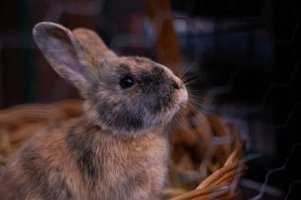 Closeup Shot Adorable Rabbit — Stock Photo, Image