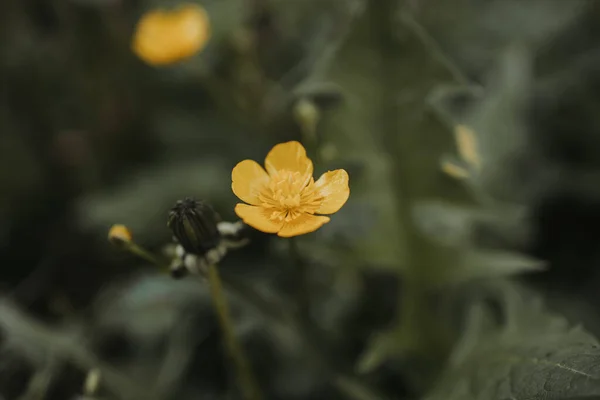 Närbild Äng Smörblomma Ett Vilt Fält Med Blad Och Buskar — Stockfoto