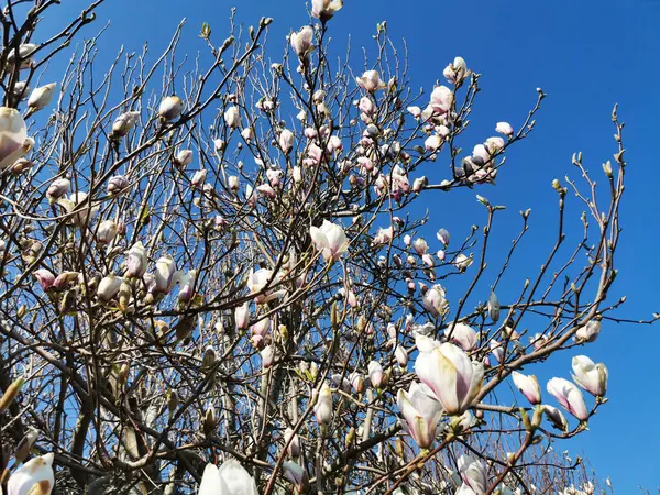 Low Angle Shot Tree Blossom — Stock Photo, Image