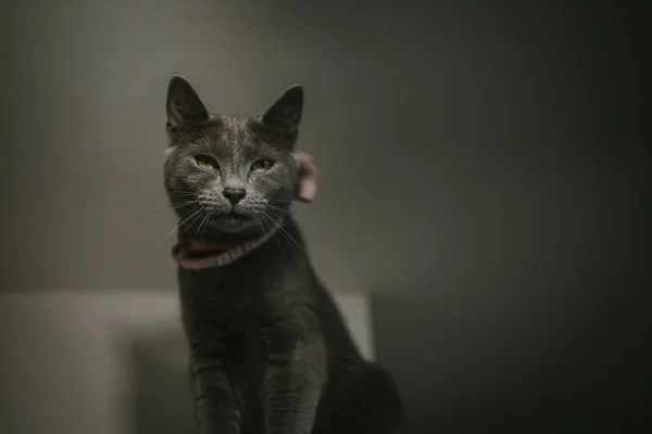 Primer Plano Gato Gris Con Ojos Verdes — Foto de Stock