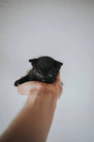 Vertical Shot Hand Holding Black Newborn Kitten White Background — Stock Photo, Image