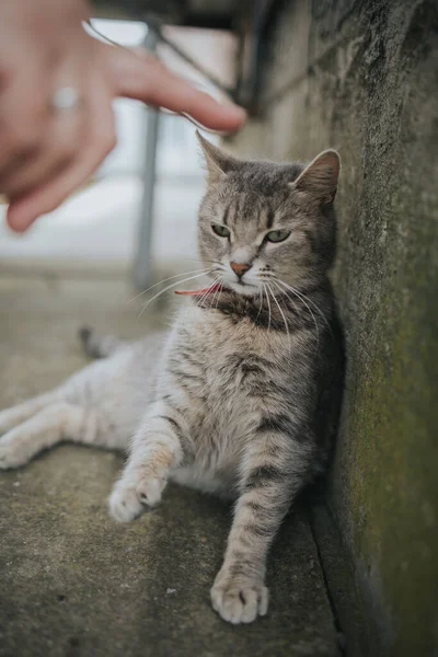 Colpo Verticale Simpatico Gatto Domestico Sdraiato Vicino Muro — Foto Stock