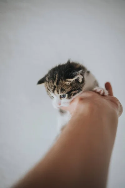 Vertical Shot Scared Tabby Kitten Holding Owner Hand Looking Ground — Stock Photo, Image