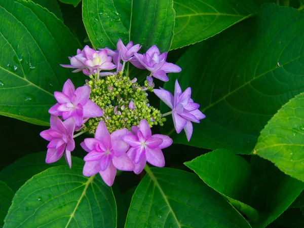 중간에 꽃피는 보라색 Hydrangea 클로즈업 — 스톡 사진