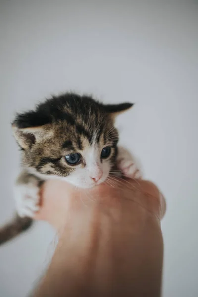 一只手牵着一只可爱的小猫的低角度镜头 — 图库照片