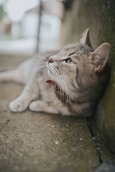 Ett Vertikalt Skott Grå Katt Som Ligger Marken — Stockfoto