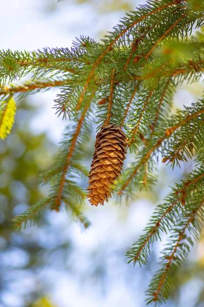 Ein Schuss Eines Fichtenzapfens Einem Sonnigen Tag Den Bergen — Stockfoto