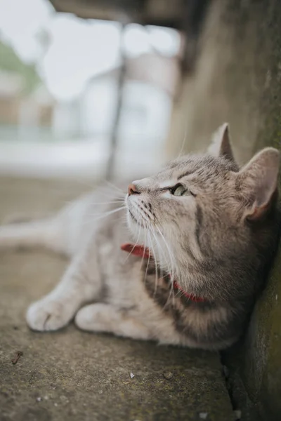 Disparo Vertical Lindo Gato Doméstico Acostado Junto Pared —  Fotos de Stock