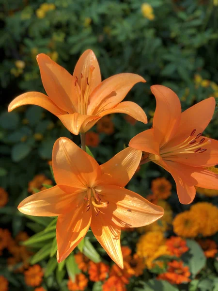 Вертикальный Снимок Оранжевой Лилии Кусте Саду Темном Фоне — стоковое фото