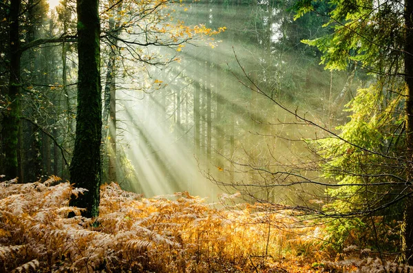 Величне Світло Тевтобурзькому Лісі Німеччина — стокове фото