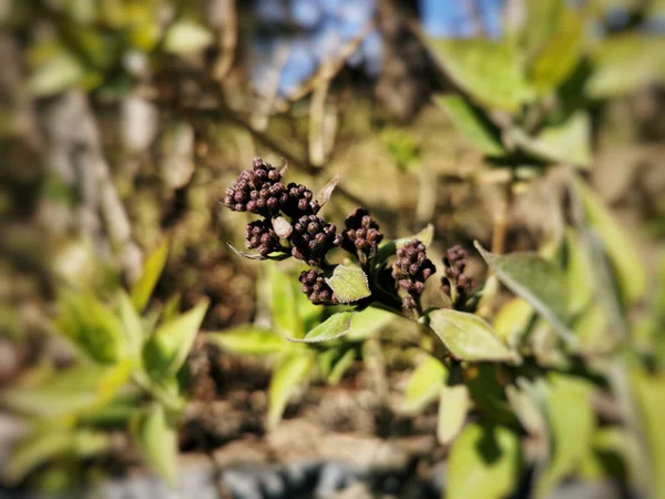 Les Baies Sèches Sur Arbre Mastic — Photo