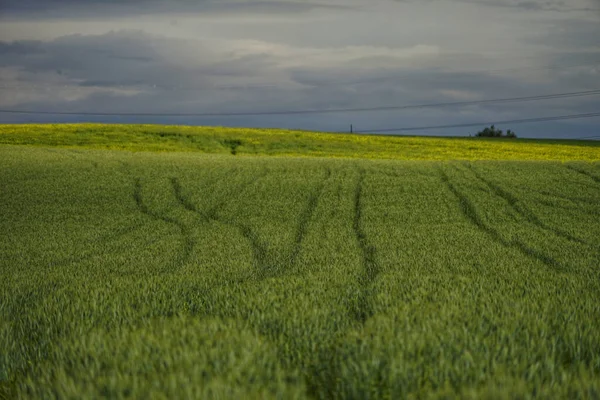 Una Hermosa Vista Campo Con Flores Silvestres Amarillas — Foto de Stock