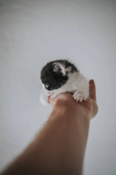 Pionowe Ujęcie Ręki Trzymającej Ślicznego Białego Czarnego Kotka — Zdjęcie stockowe