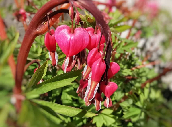 Gros Plan Belles Fleurs Roses Dicentra — Photo