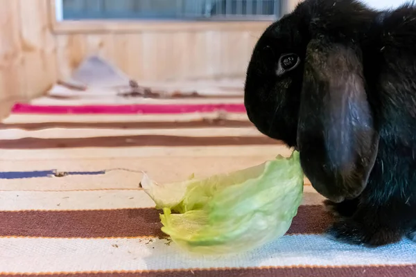 一只吃卷心菜的黑兔的特写镜头 — 图库照片
