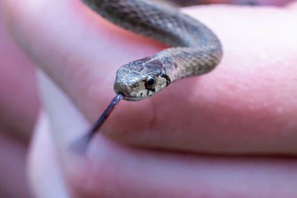 Enfoque Selectivo Una Serpiente Marrón Recién Nacida Conocida Como Storeria — Foto de Stock