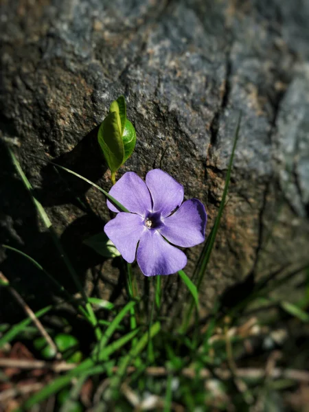 Closeup Shot Tiny Purple Periwinkle Flower — Stock Photo, Image