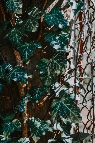 Eine Nahaufnahme Einer Mauer Aus Grünem Efeu Pflanzenblatt — Stockfoto