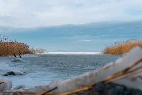 Una Hermosa Toma Del Lago Balton Hungría —  Fotos de Stock