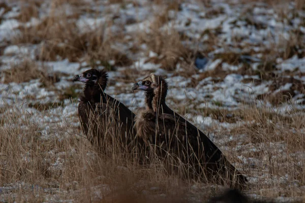 Dvojice Cinereous Vultures Jejich Přirozeném Prostředí — Stock fotografie