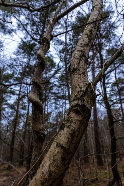 Een Verticaal Schot Van Een Woud Met Hoge Bomen — Stockfoto