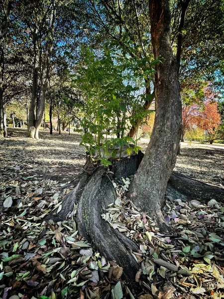 Fresh Green Plants Growing Old Tree Stump Concept Nature Surviving — Stock Photo, Image