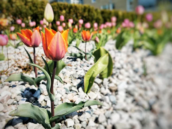 Zbliżenie Ujęcia Kolorowych Tulipanów Ogrodzie — Zdjęcie stockowe