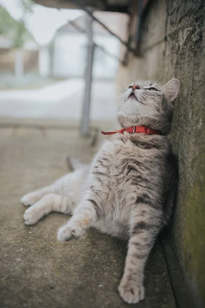 Colpo Verticale Simpatico Gatto Domestico Sdraiato Vicino Muro — Foto Stock