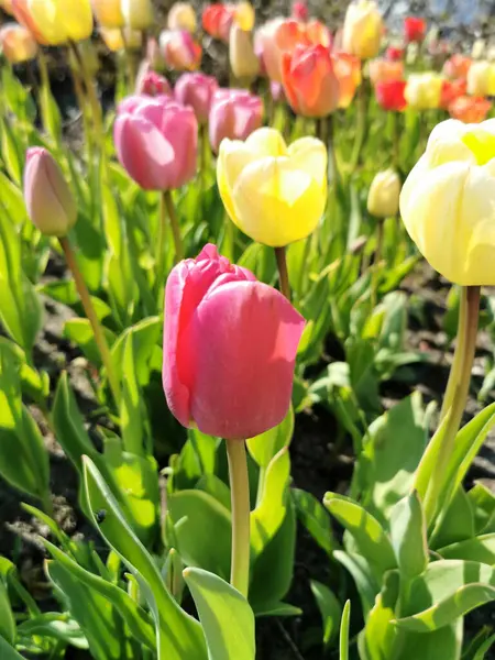 Gros Plan Tulipes Colorées Dans Jardin — Photo
