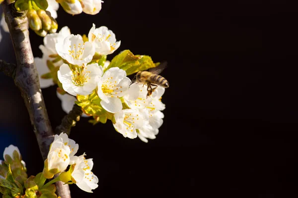 Eine Große Aufnahme Einer Biene Sammelt Pollen Auf Dem Kirschbaum — Stockfoto