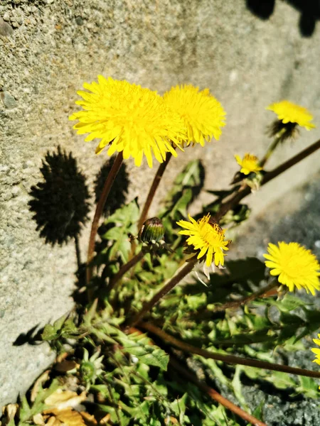 Closeup Shot Yellow Dandelions — Stock Photo, Image