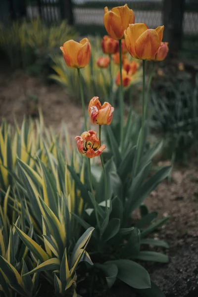 Plan Vertical Tulipes Fleurs Dans Jardin — Photo