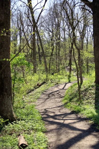 Вертикальний Знімок Дерев Дендрарії Оверленд Парк Канзасі Сша — стокове фото