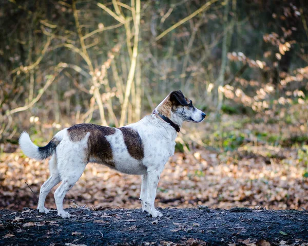 Een Close Van Een Waarschuwing Jack Russel Terrier Buiten Bij — Stockfoto