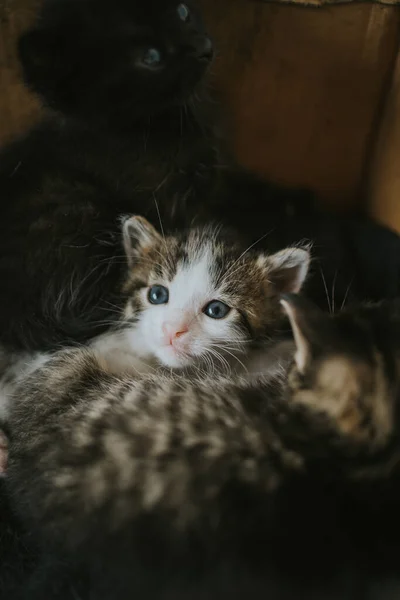 Plan Vertical Triplet Chatons Mignons Enroulés Ensemble Sur Lit — Photo