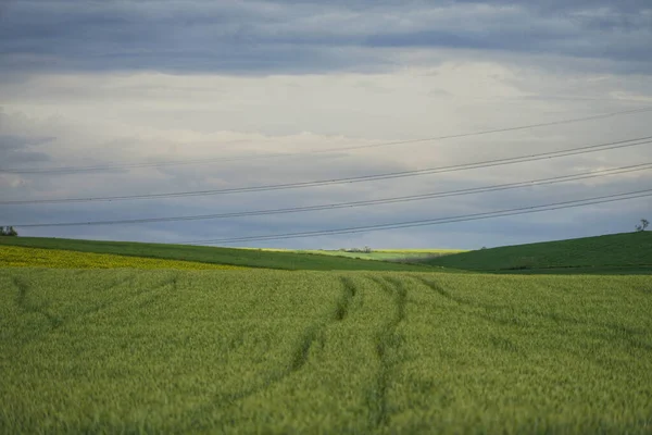 Uma Bela Vista Campo Trigo Centeio Verde — Fotografia de Stock