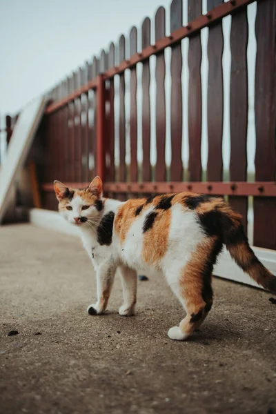 Tiro Vertical Gato Colorido Lado Uma Cerca Madeira Olhando Para — Fotografia de Stock
