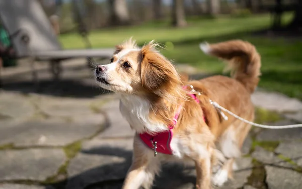 Primo Piano Adorabile Cane Kokoni Guinzaglio Parco Sotto Luce Del — Foto Stock