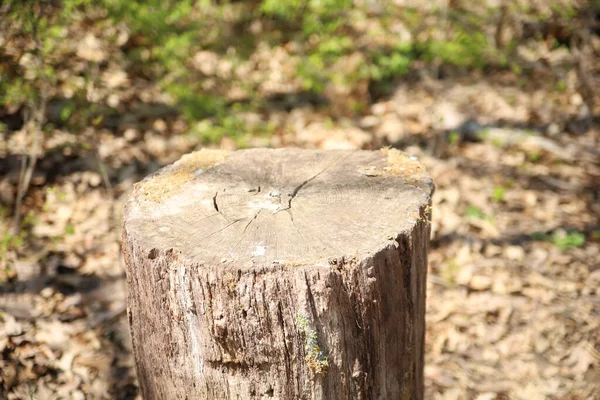 Nahaufnahme Eines Baumstumpfes Overland Park Arboretum Botanical Garden Kansas Usa — Stockfoto