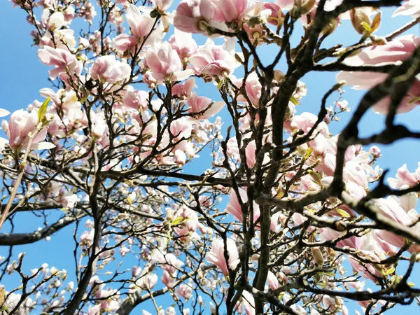 Low Angle Shot Beautiful Tree Blossom — Stock Photo, Image