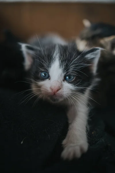 Tiro Vertical Gatinho Recém Nascido Bonito Com Olhos Azuis Deitado — Fotografia de Stock