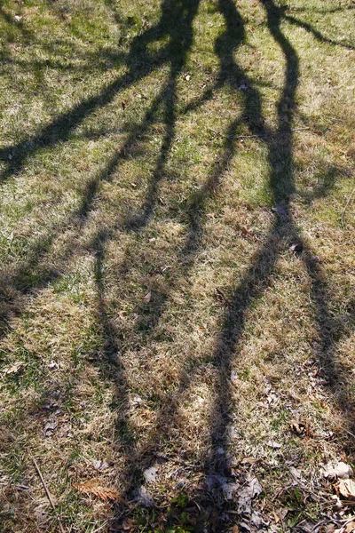 Plano Vertical Una Sombra Árbol Suelo Con Hierba Seca Verde —  Fotos de Stock