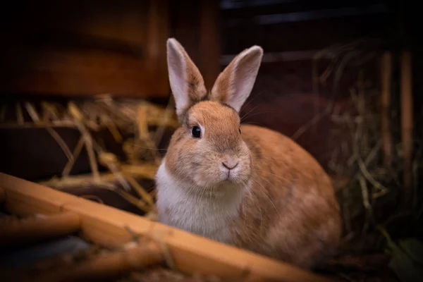 Nahaufnahme Eines Entzückenden Kaninchens — Stockfoto