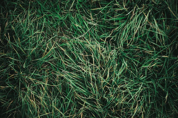 Een Oppere Bezichtiging Van Grond Bedekt Met Het Gras Onder — Stockfoto