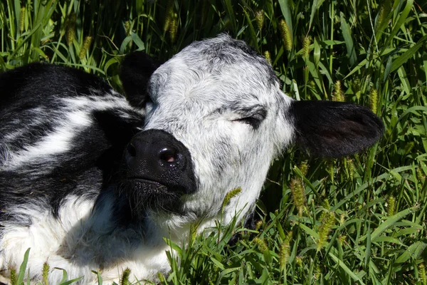 Egy Aranyos Speckled Park Borjú Keresztezett Egy Holstein Egy Legelőn — Stock Fotó