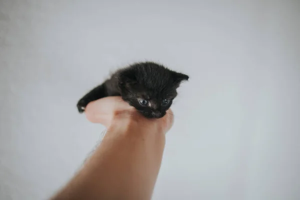 Uma Mão Segurando Gatinho Preto Adorável Contra Fundo Branco — Fotografia de Stock