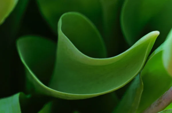 Primer Plano Hoja Tulipán Verde Bien Balanceada — Foto de Stock